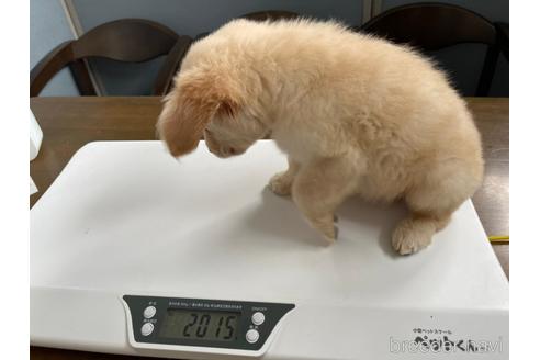 成約済の兵庫県のゴールデンレトリーバー-146071の3枚目